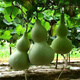 New product Jiuxianbao gourd extra large gourd seeds vegetable balcony garden potted climbing vine seeds Jiuxianbao gourd seeds seeds a pack of about 35 seeds
