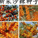 【1278人收藏】沙棘营养丰富沙棘树水果树种籽耐寒耐旱果树多年生 沙棘种子1包100粒