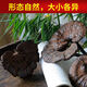 Fat Donglai's same style wild Ganoderma pure natural purple Ganoderma wild L raw mountain natural non-bitter pruned branch with spore powder 500 grams Ganoderma 10-16 pcs