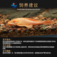 
Queen Sail Scavenger Garbage Fish Cleaning Fish Tank Algae Removal Tool Fish Tropical Freshwater Ornamental Fish Scavenger Fish 1517cm Red-eyed Queen Sail 1
