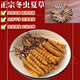 
Authentic Cordyceps sinensis first period selected nourishing dry goods two gram one gram gift box gift nutritious Cordyceps tonic products two gram one gram 50 gram authentic Cordyceps sinensis
