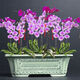 Chenjing cerámica china rectangular paisaje rectangular macizo Phalaenopsis planta verde de pila vieja maceta de marco de oro grande ramas flotantes de mármol yn 1424 frijoles verde +c25 pc cerámica [con agujeros]
