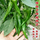 Native pepper seeds spring early maturing extra spicy thin skin green spicy delicious pepper tip seeds pepper seeds 100 local varieties 2 packs 400 capsules x