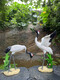 Wen Yijia Customisierte rotkrante Kranschmuck im Hof Wasserspray Animal Simulation Crane Skulptur Glasfaser Außenpool-Wurdely-Dekoration gewöhnlicher Stil-1396 (Höhe 49 cm)