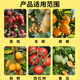 Special flower-stimulating hormone for flowers and flowers to promote flower bud differentiation, flowering and pollination. Lychee, longan and loquat foliar fertilizer. Powerful flower-inducing hormone. 2 bottles (200g each)