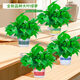 Xingxiang green radish potted hydroponic green plants for new houses, formaldehyde-removing plants, 180# gallon pots, 4 pots + water-absorbing pots, straight from the source