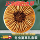 Gift box Cordyceps sinensis gift box Cordyceps 2 1 gram dry goods Cordyceps gift nourishing quality gift box pack Nagqu king-level cordyceps 50 pieces pack 3 1 gram