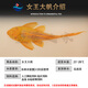 
Queen Sail Scavenger Garbage Fish Cleaning Fish Tank Algae Removal Tool Fish Tropical Freshwater Ornamental Fish Scavenger Fish 1517cm Red-eyed Queen Sail 1