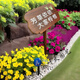Customized outdoor small grass brand solid wood lawn brand flower and grass prompt card green warning sign civilized placard lawn card ready-made flower and grass card-1 24x40cm