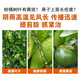 True canker, unique citrus peach tree, fruit tree and vegetable canker, soft rot bacterial perforation, 1 billion live bacteria microbial agent, citrus canker special 1000g*10 bags