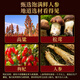 Changbaishan Ginseng wine Matsutake wine 52-degree health wine gift box Small bottle Grain nourishing wine 12 bottles of Changbaishan specialties
