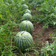 Northern Vegetable Kirin Watermelon Seed New Varieties Lazy Man Southern Meidu Watermelon Seed Rock Sugar Kirin Melon Seed 50 capsules + Emerald 60 capsules