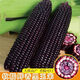 Spring black sweet waxy corn seeds, super sweet seeds, four seasons, high yield, extra large drought-tolerant seed corn, nationally approved black waxy corn seeds, 3 packs, about 150 seeds