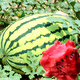 Dayu Lazy Man Watermelon Seed Seedlings Extra Large Suitable for Early Maturing Lazy People in the South 8424 Kirin Melon Meidu Seedless Fruits and Vegetables Lazy Man King Watermelon Seeds 20 capsules about 8-10kg