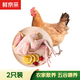 Xianjingcai Sanhuang Chicken 4Jin Jin equals 0.5kg (pack of 2) frozen free-range chicken free-range chicken soup ingredients straight from the source