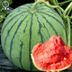 Dayu 8424 watermelon seeds are suitable for southern rock sugar unicorn melon seeds, early-maturing and thin-skinned rock sugar unicorn melon watermelon seeds, 30 capsules x 2 bags