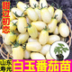 Yimizhu Shouguang White Jade Tomato Seedlings Millennium Cherry Tomato Cherry Persimmon Seeds White Fei White Pearl Black Rose with Soil Ball White Jade Tomato Seedlings 10 + Free 2 + 1 Pack of Fertilizer