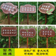 Customized outdoor small grass brand solid wood lawn brand flower and grass prompt card green warning sign civilized placard lawn card ready-made flower and grass card-1 24x40cm