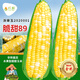 Long-cultivation super sweet two-color fruit corn seeds easy to grow sweet corn seeds extra large drought-resistant spring four seasons sweet waxy corn sticky sweet crispy sweet 89 corn 100g gold medal corn