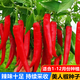 Spicy Spicy Pepper Seeds, Golden Spicy Green Peppers, Pig Intestine Pepper Seeds, Potted Vegetable Seeds for Garden Fields and Balconies, New Beauty Peppers, Hot and Moving, Approximately 300 capsules, 1 pack