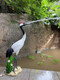 Wen Yijia Customisierte rotkrante Kranschmuck im Hof Wasserspray Animal Simulation Crane Skulptur Glasfaser Außenpool-Wurdely-Dekoration gewöhnlicher Stil-1396 (Höhe 49 cm)