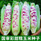 Sowing mood super sweet waxy corn seed black sweet waxy sticky colorful waxy fruit corn seed larvae field high yield big stick easy living hybrid <National Approval> Colorful sweet waxy corn 1 pack about 50 grains No Specifications