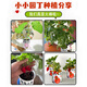 蚁恩罐头植物盲盒幼儿园室内种植小盆栽蔬菜花卉种子绿植61儿童节礼物 【寓意种植小盆栽盲盒、3罐装】 【老师推荐/简单易活/四季可种】