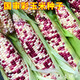 Sowing mood super sweet waxy corn seed black sweet waxy sticky colorful waxy fruit corn seed larvae field high yield big stick easy living hybrid <National Approval> Colorful sweet waxy corn 1 pack about 50 grains No Specifications