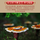
Jibaichuan [Primitive Forest] Breaking Wall Ganoderma lucidum spore powder enhances immunity Gift box for parents and elders Original forest Ganoderma lucidum spore powder [2g*84 pack]