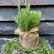 Hua Weng potted edible thyme vanilla plant spices large pot of rosemary (gallon pot) straight from the source