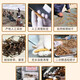 Hochwertige Cordyceps sinensis echte Erste Trockenwaren Cordyceps 3 Wurzeln/g 2 Wurzeln/g Mehrere Spezifikationen High-End-Geschenkboxen Nagqu Cordyceps 3 Wurzeln pro Gramm 100 Teile für denselben Stil 3 Wurzeln 3 Wurzeln