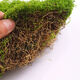 Simulated filamentous moss green micro landscape layout fake lawn fish tank landscaping rockery stone bonsai landscaping pavement light yellow green 70g free 40g