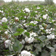 Xinjiang Cotton Seed Lazy Man Thousand Jin Jin is equal to 0.5 kg Wang Datian Planting Resistant to Insects, Diseases and Repeated Cropping Xinjiang Cotton Seed This Year's New Seed Coated Seed Selected 50 Seeds