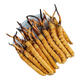 Premium Cordyceps sinensis 200/100/50/30 gift boxes for elders 0.5 grams each premium Cordyceps sinensis 0.5 grams each premium Cordyceps sinensis Nagqu, Tibet 30