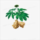Peking Tongrentang Rohstoffe Sanqi Yunnan Wenshan Chun Sanqitou ganz