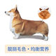 Baichan high-end Corgi full-stage dog food for adult dogs and puppies, beautiful coat, light tear stains, fattening and calcium supplement, universal 5 Jin Jin equals 0.5 kg. Corgi full-stage dog food 5 Jin Jin equals 0.5 kg (small grains)