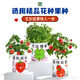 蚁恩罐头植物盲盒幼儿园室内种植小盆栽蔬菜花卉种子绿植61儿童节礼物 【寓意种植小盆栽盲盒、3罐装】 【老师推荐/简单易活/四季可种】