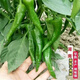 Native pepper seeds spring early maturing extra spicy thin skin green spicy delicious pepper tip seeds pepper seeds 100 local varieties 2 packs 400 capsules x