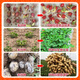 Zhaorufeng peanut seed dressing agent, germination and rooting prevention, insect prevention, disease prevention, antibacterial, high-yield coating agent, microbial inoculant fertilizer, 500g 1 bottle (free 1 package of brassinoids)