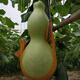Extra large gourd seeds, extra large gourd seeds, extra large gourd seeds, large gourd seeds, giant gourd seeds, extra large new seeds - about 20 seeds, 2 packs