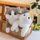 Yunya Cat Doll Plush Plush Toy Orange Cat Doll Children Dreing and abrazando el cumpleaños Día de San Valentín Chino Regalo Xiaohui 45cm