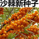 【1278人收藏】沙棘营养丰富沙棘树水果树种籽耐寒耐旱果树多年生 沙棘种子1包100粒