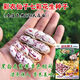 Miao Chongchong New Arrival Colorful Peanut Seeds Vegetable Seeds Old Variety Flower Skin Purple Flower Caiyi Fairy Colorful Peanut 40g X1 Bag