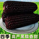 Spring black sweet waxy corn seeds, super sweet seeds, four seasons, high yield, extra large drought-tolerant seed corn, nationally approved black waxy corn seeds, 3 packs, about 150 seeds