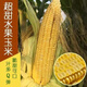 Super sweet fruit corn seeds, big sticks, early maturing, sweet and glutinous, can be eaten raw in the field all year round. Can be eaten raw. Super sweet fruit corn seeds, artificially selected new species, 101 seeds (2 packs+)