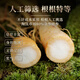 Changbaishan ginseng fresh ginseng rich in ginseng saponin soup soaked wine in ingredients bag wine soaked fresh ginseng elders [try fresh] 2 fresh ginseng
