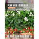 Strawberry seeds Dandong 99 four seasons fruit cream strawberry fruit seeds vegetable seeds complete seed seedlings strawberry 500 + pot + soil + fertilizer