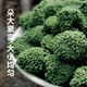 崹艼胖东来品质云南文山三七花官方店旗舰三七花中药材克三七头茬 精选三七花250克 【袋装】