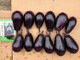 Shanqie Purse No. 2 hybrid eggplant seeds, extremely early maturing, purple-black, round, large, green-fleshed, disease-resistant, high-yielding, field use, original 200 capsules