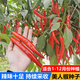 Spicy Spicy Pepper Seeds, Golden Spicy Green Peppers, Pig Intestine Pepper Seeds, Potted Vegetable Seeds for Garden Fields and Balconies, New Beauty Peppers, Hot and Touching, Approximately 900 capsules, 3 packs